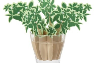 Anywhere Moisture Pachira